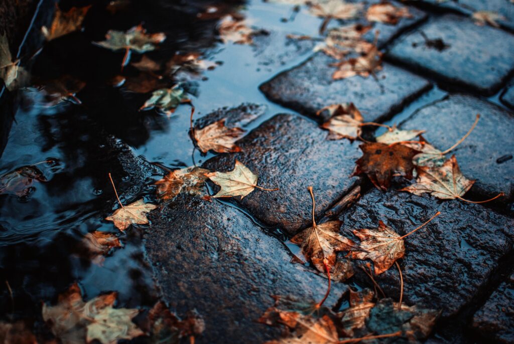 Wet cobblestones on autumn leaves in Portland, Oregon, symbolizing fall rain, cold weather, and the need for plumbing maintenance.