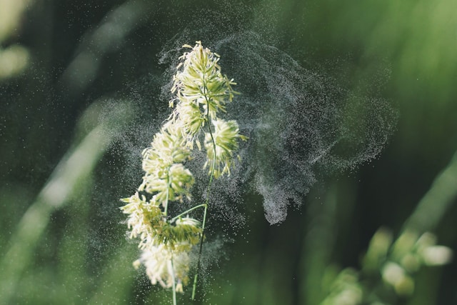 A close-up of grass pollen floating in the air against a soft green backdrop, highlighting 3 Mountains Home Services' attention to allergy concerns.